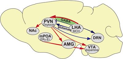 Social Network Plasticity of Mice Parental Behavior